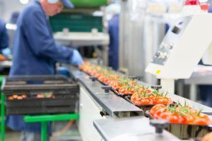 worker packs tomatoes in food production facility