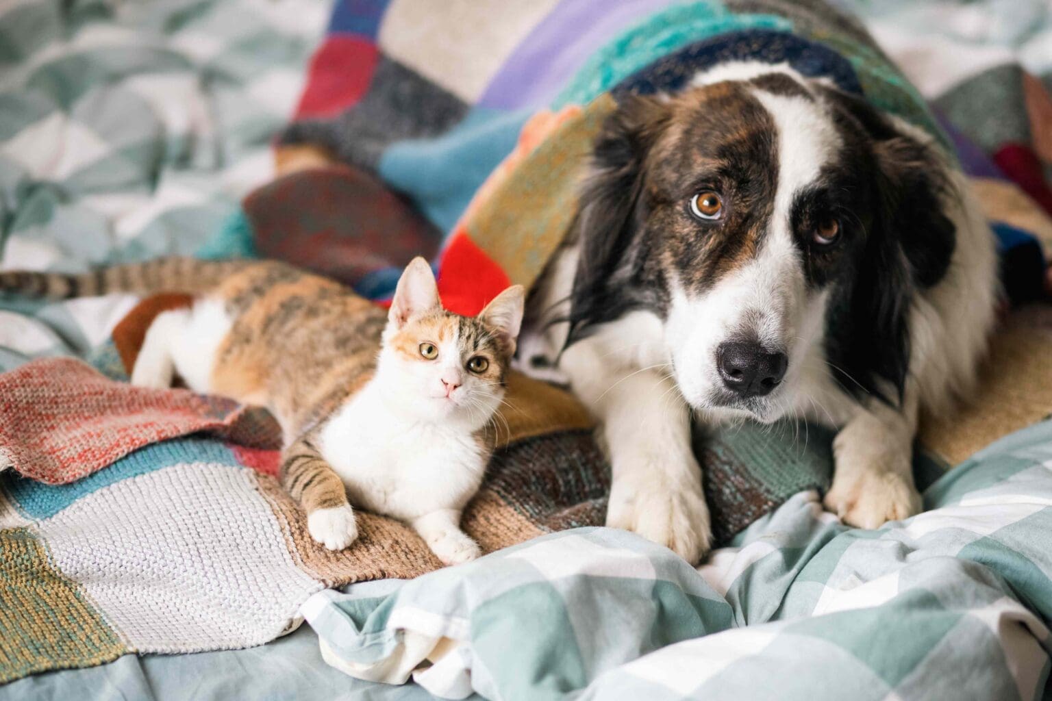 Dog and Cat on a Blanket
