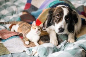 Dog and Cat on a Blanket